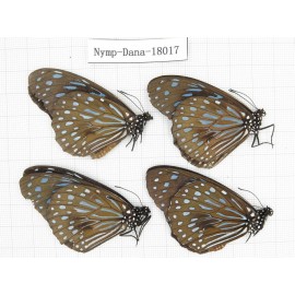 Tirumala septentrionis ssp. China, Yunnan, Kunming, Dongchuan. 4M. Nymp-Dana-18017.