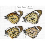 Danaus genutis ssp. China, Yunnan, Kunming, Dongchuan. 4M. Nymp-Dana-18018.