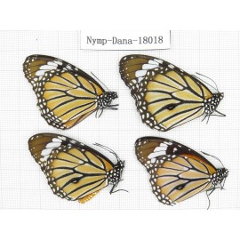 Danaus genutis ssp. China, Yunnan, Kunming, Dongchuan. 4M. Nymp-Dana-18018.