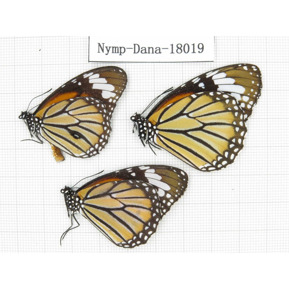 Danaus genutis ssp. China, Yunnan, Kunming, Dongchuan. 3M. Nymp-Dana-18019.