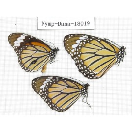 Danaus genutis ssp. China, Yunnan, Kunming, Dongchuan. 3M. Nymp-Dana-18019.