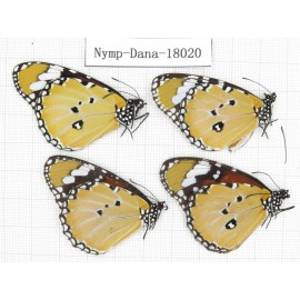 Danaus chrysippus ssp. China, Yunnan, Kunming, Dongchuan. 4M. Nymp-Dana-18020.