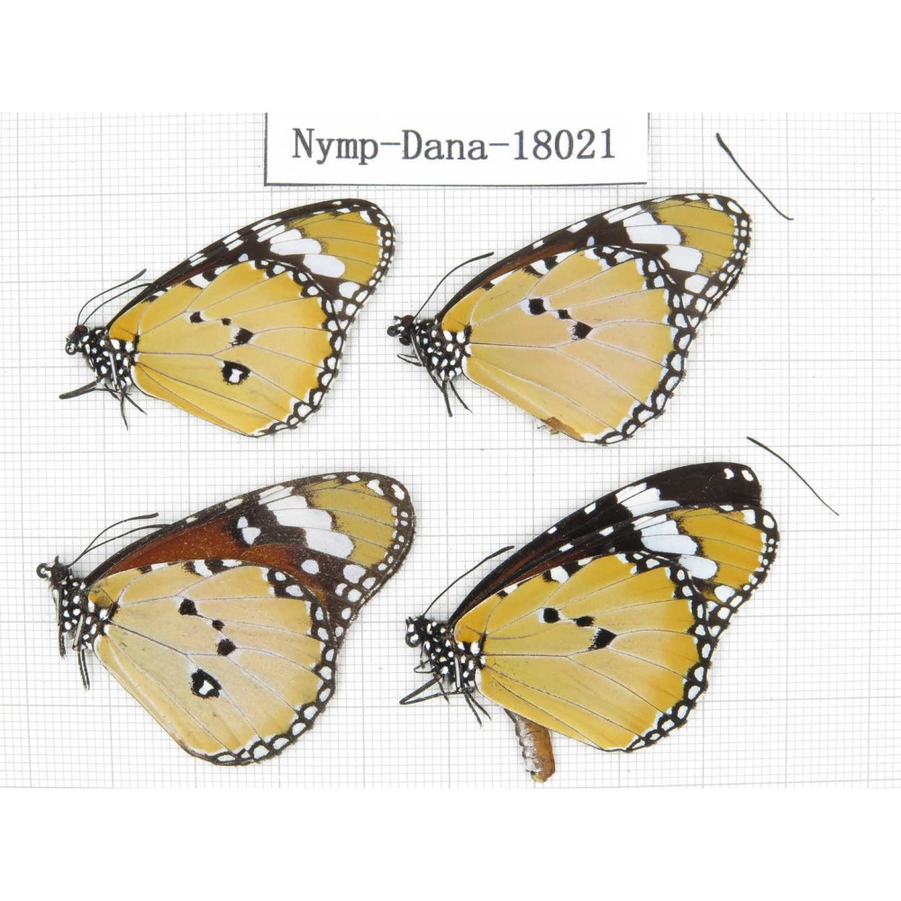 Danaus chrysippus ssp. China, Yunnan, Kunming, Dongchuan. 4M. Nymp-Dana-18021.