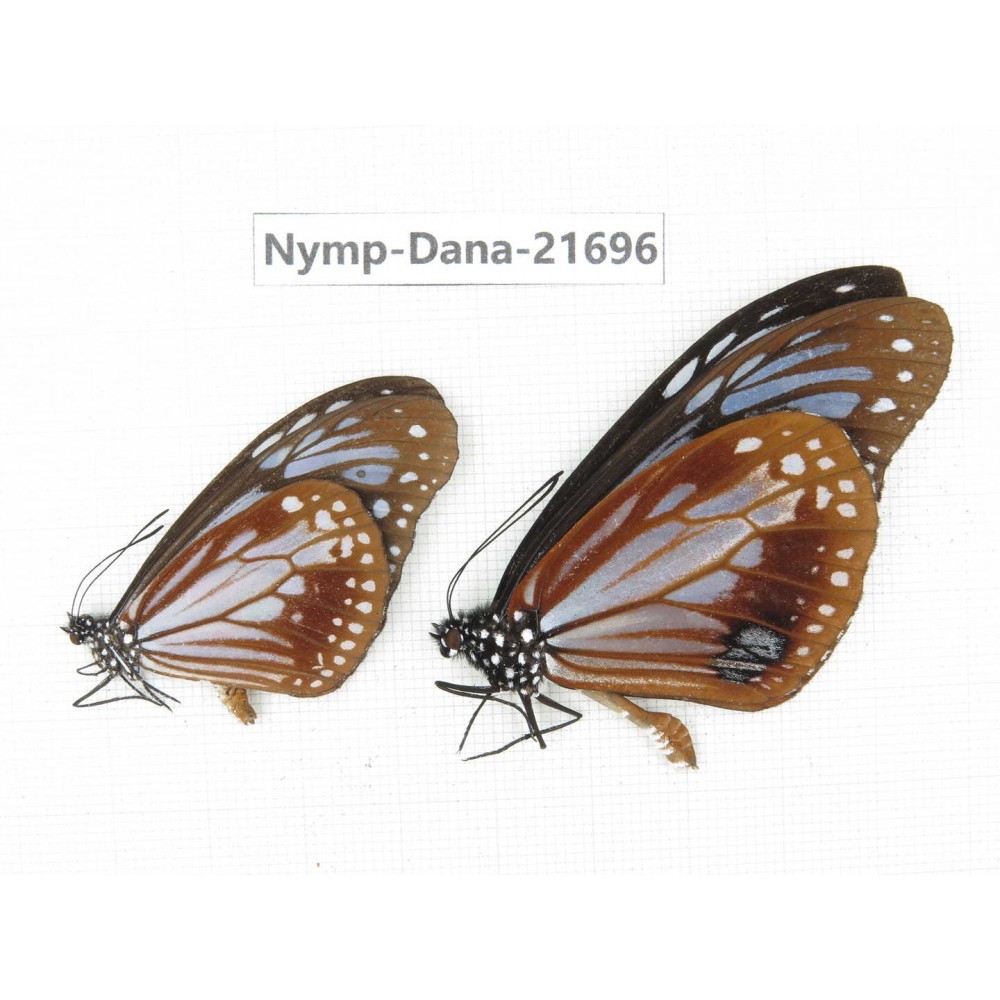 Parantica sita ssp. China, Yunnan, Nujiang valley, N of Mt.Biluoxueshan. 2M. Nymp-Dana-21696.