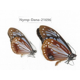 Parantica sita ssp. China, Yunnan, Nujiang valley, N of Mt.Biluoxueshan. 2M. Nymp-Dana-21696.