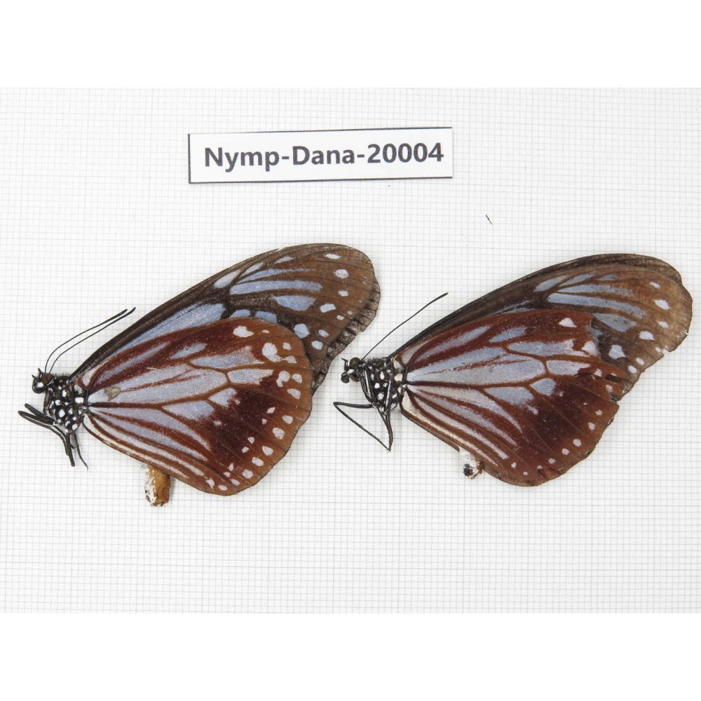 Parantica sita ssp. China, Yunnan, Nujiang valley, S part of Mt.Biluoxueshan. 2M. Nymp-Dana-20004.