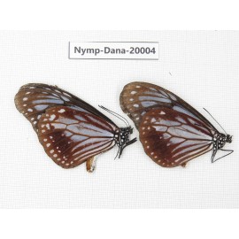 Parantica sita ssp. China, Yunnan, Nujiang valley, S part of Mt.Biluoxueshan. 2M. Nymp-Dana-20004.