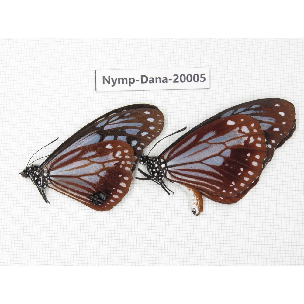Parantica sita ssp. China, Yunnan, Nujiang valley, S part of Mt.Biluoxueshan. 2M. Nymp-Dana-20005.