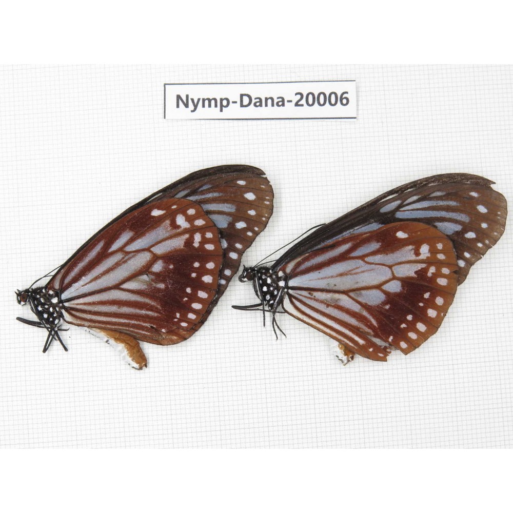 Parantica sita ssp. China, Yunnan, Nujiang valley, S part of Mt.Biluoxueshan. 2M. Nymp-Dana-20006.
