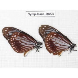 Parantica sita ssp. China, Yunnan, Nujiang valley, S part of Mt.Biluoxueshan. 2M. Nymp-Dana-20006.