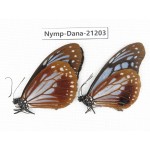Parantica sita ssp. China, Yunnan, Nujiang, Gongshan county, Bingzhongluo. 2M. Nymp-Dana-21203.