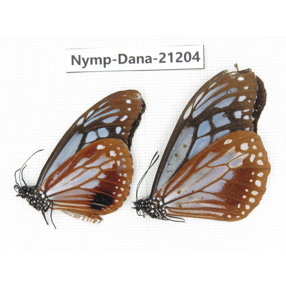 Parantica sita ssp. China, Yunnan, Nujiang, Gongshan county, Bingzhongluo. 2M. Nymp-Dana-21204.