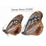 Parantica sita ssp. China, Yunnan, Nujiang, Gongshan county, Bingzhongluo. 2M. Nymp-Dana-21204.
