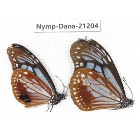 Parantica sita ssp. China, Yunnan, Nujiang, Gongshan county, Bingzhongluo. 2M. Nymp-Dana-21204.