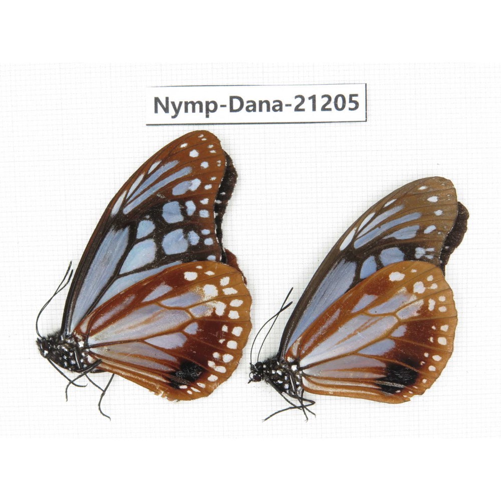 Parantica sita ssp. China, Yunnan, Nujiang, Gongshan county, Bingzhongluo. 2M. Nymp-Dana-21205.