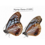 Parantica sita ssp. China, Yunnan, Nujiang, Gongshan county, Bingzhongluo. 2M. Nymp-Dana-21205.