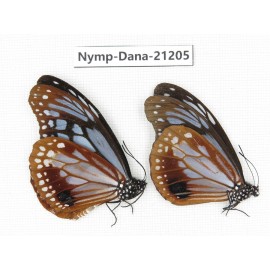 Parantica sita ssp. China, Yunnan, Nujiang, Gongshan county, Bingzhongluo. 2M. Nymp-Dana-21205.