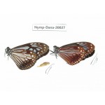 Parantica sita ssp. China, Yunnan, Nujiang, Lushui county, Luzhang. 2M. Nymp-Dana-20027.