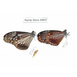 Parantica sita ssp. China, Yunnan, Nujiang, Lushui county, Luzhang. 2M. Nymp-Dana-20027.