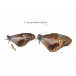 Parantica sita ssp. China, Yunnan, Nujiang, Lushui county, Luzhang. 2M. Nymp-Dana-20028.