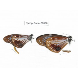 Parantica sita ssp. China, Yunnan, Nujiang, Lushui county, Luzhang. 2M. Nymp-Dana-20028.
