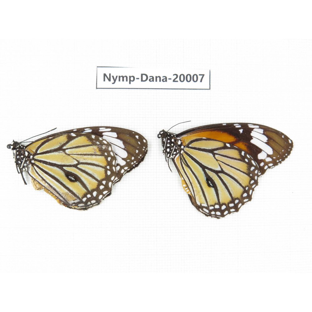Danaus genutis ssp. China, Yunnan, Xishuangbanna, Mengla. 2M. Nymp-Dana-20007.
