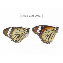 Danaus genutis ssp. China, Yunnan, Xishuangbanna, Mengla. 2M. Nymp-Dana-20007.
