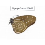 Euploea mulciber ssp. China, Yunnan, Xishuangbanna, Mengla. 1M. Nymp-Dana-20008.