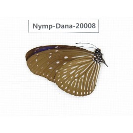 Euploea mulciber ssp. China, Yunnan, Xishuangbanna, Mengla. 1M. Nymp-Dana-20008.