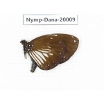 Euploea radamantha ssp. China, Yunnan, Xishuangbanna, Mengla. 1M. Nymp-Dana-20009.