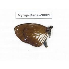Euploea radamantha ssp. China, Yunnan, Xishuangbanna, Mengla. 1M. Nymp-Dana-20009.