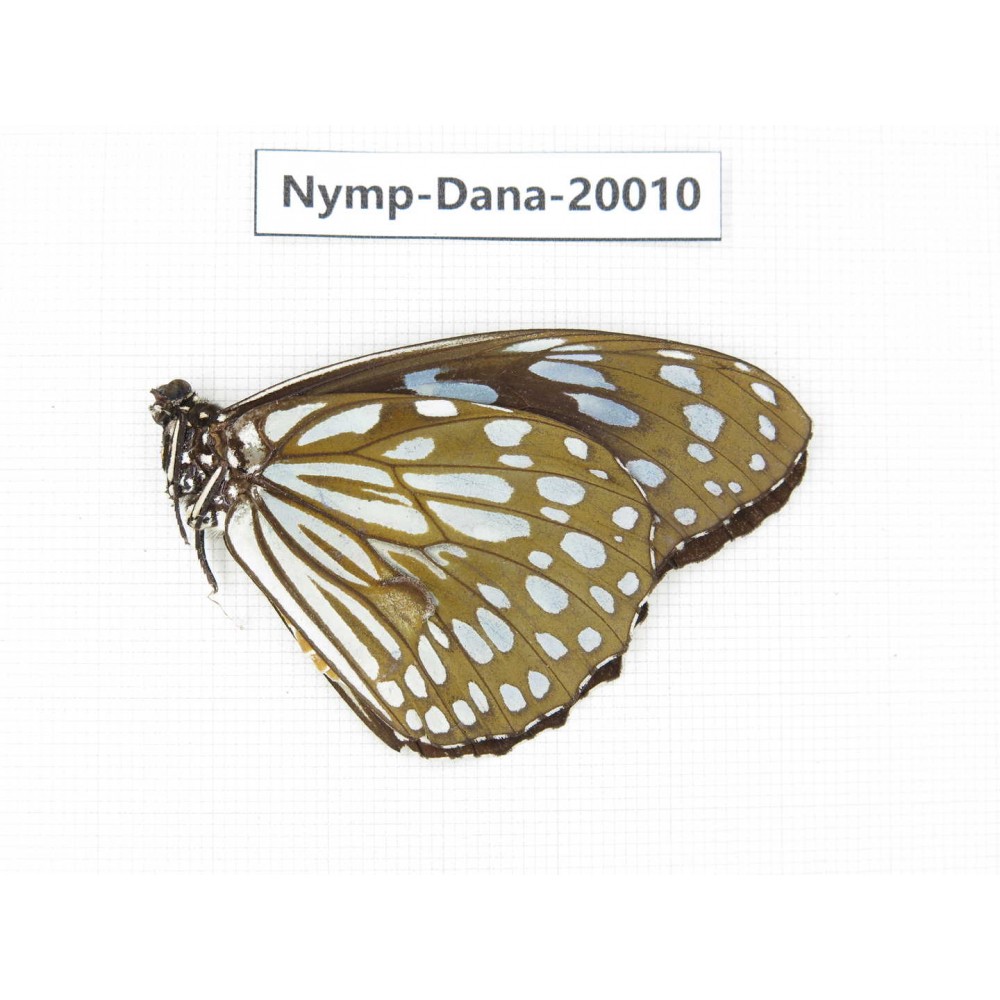 Tirumala limniace ssp. China, Yunnan, Xishuangbanna, Mengla. 1M. Nymp-Dana-20010.