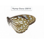 Tirumala limniace ssp. China, Yunnan, Xishuangbanna, Mengla. 1M. Nymp-Dana-20010.