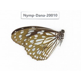 Tirumala limniace ssp. China, Yunnan, Xishuangbanna, Mengla. 1M. Nymp-Dana-20010.