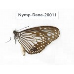 Parantica aglea ssp. China, Yunnan, Xishuangbanna, Mengla. 1M. Nymp-Dana-20011.