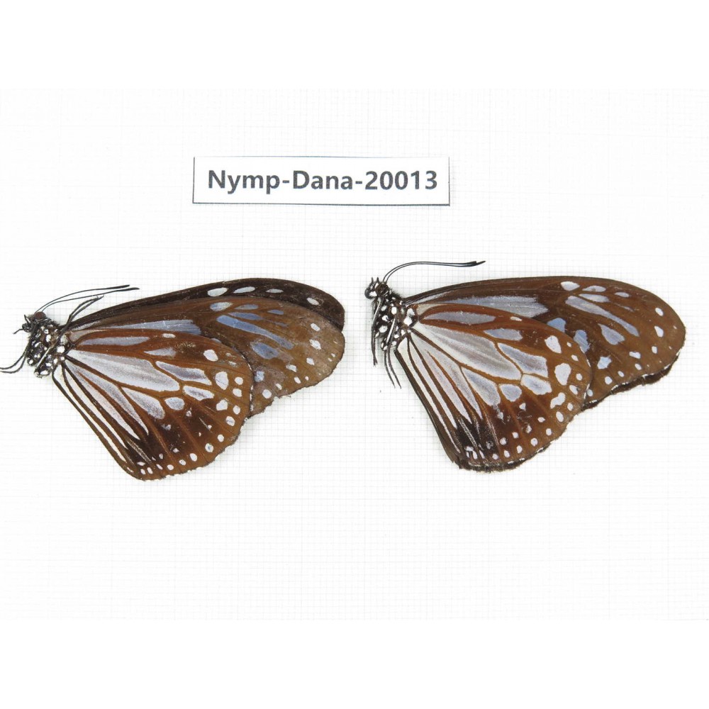 Parantica melaneus ssp. China, Yunnan, Xishuangbanna, Mengla. 2M. Nymp-Dana-20013.