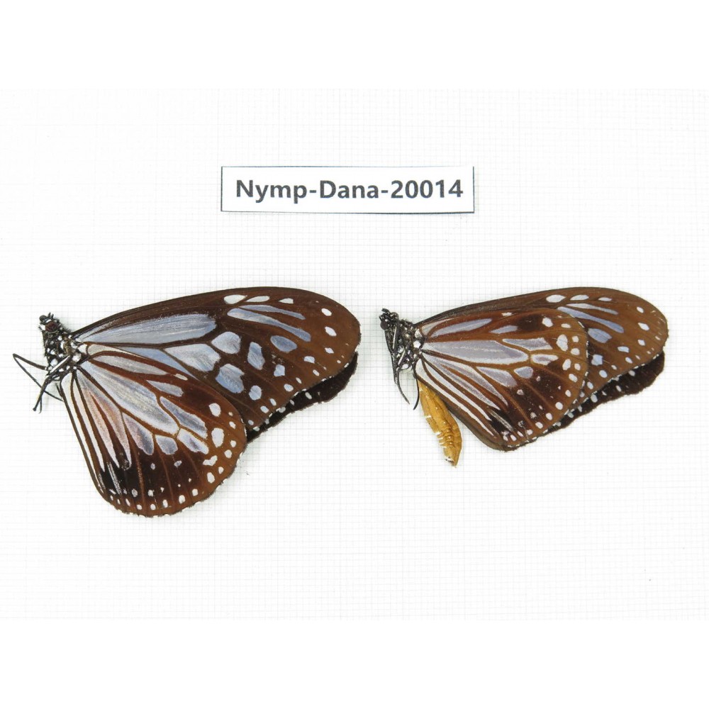 Parantica melaneus ssp. China, Yunnan, Xishuangbanna, Mengla. 2M. Nymp-Dana-20014.