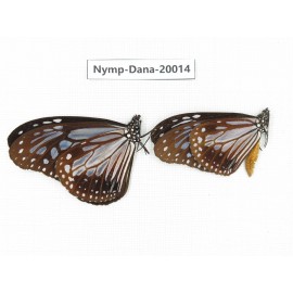 Parantica melaneus ssp. China, Yunnan, Xishuangbanna, Mengla. 2M. Nymp-Dana-20014.
