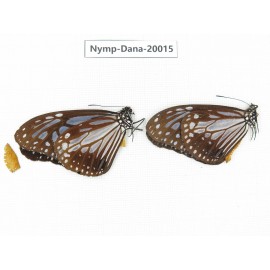 Parantica melaneus ssp. China, Yunnan, Xishuangbanna, Mengla. 2M. Nymp-Dana-20015.