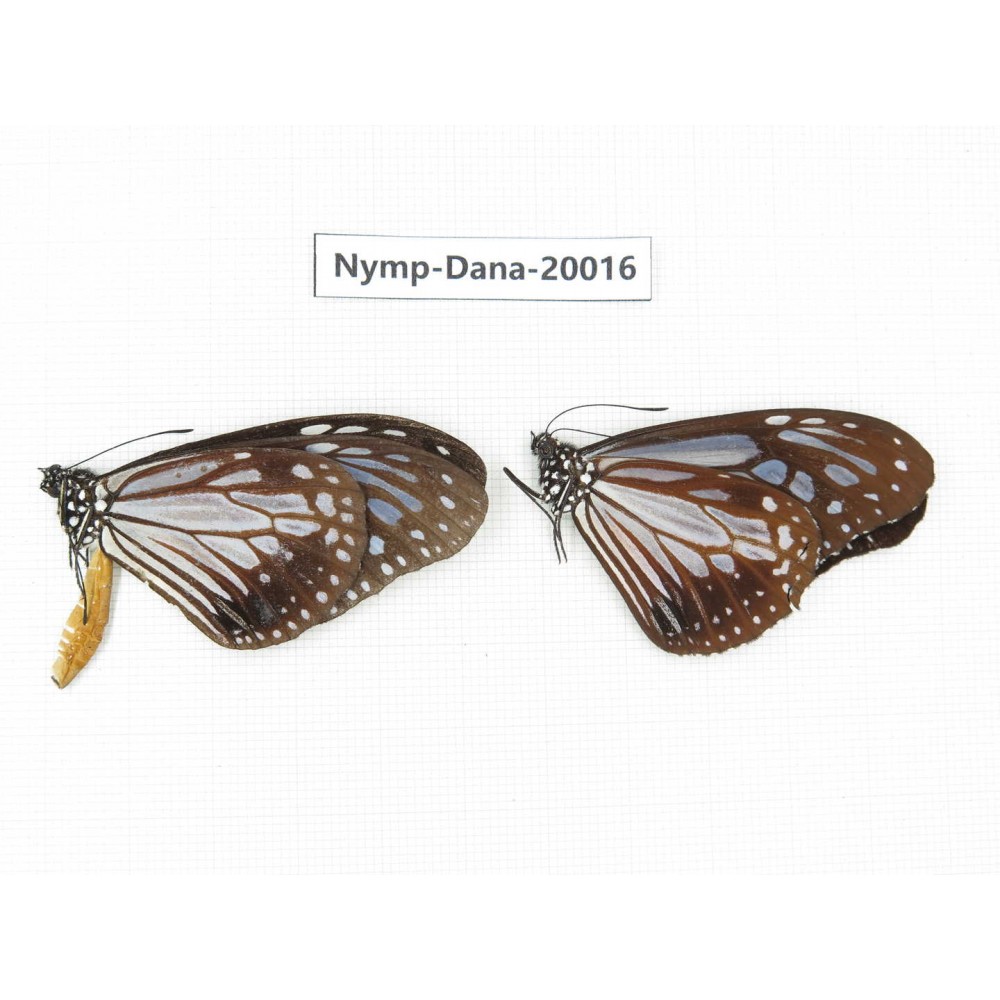 Parantica melaneus ssp. China, Yunnan, Xishuangbanna, Mengla. 2M. Nymp-Dana-20016.