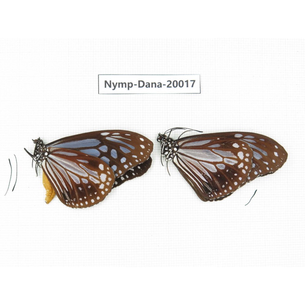 Parantica melaneus ssp. China, Yunnan, Xishuangbanna, Mengla. 2M. Nymp-Dana-20017.