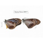 Parantica melaneus ssp. China, Yunnan, Xishuangbanna, Mengla. 2M. Nymp-Dana-20017.
