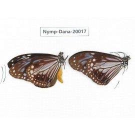 Parantica melaneus ssp. China, Yunnan, Xishuangbanna, Mengla. 2M. Nymp-Dana-20017.