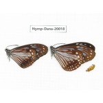 Parantica melaneus ssp. China, Yunnan, Xishuangbanna, Mengla. 2M. Nymp-Dana-20018.