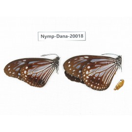 Parantica melaneus ssp. China, Yunnan, Xishuangbanna, Mengla. 2M. Nymp-Dana-20018.