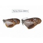 Parantica melaneus ssp. China, Yunnan, Xishuangbanna, Mengla. 2M. Nymp-Dana-20019.