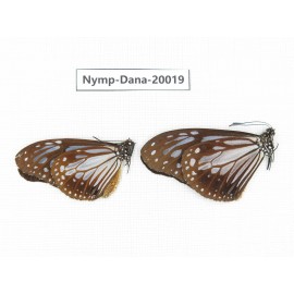 Parantica melaneus ssp. China, Yunnan, Xishuangbanna, Mengla. 2M. Nymp-Dana-20019.