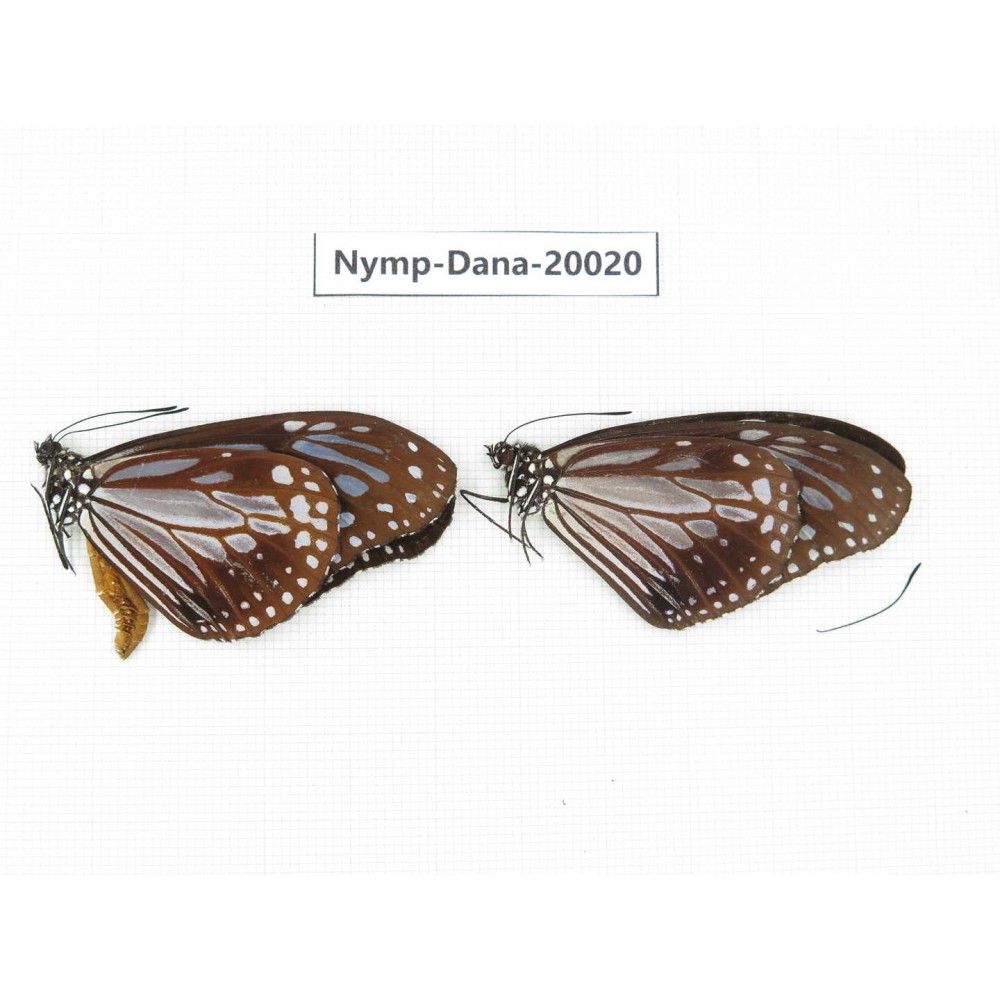 Parantica melaneus ssp. China, Yunnan, Xishuangbanna, Mengla. 2M. Nymp-Dana-20020.