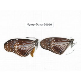 Parantica melaneus ssp. China, Yunnan, Xishuangbanna, Mengla. 2M. Nymp-Dana-20020.