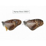 Parantica melaneus ssp. China, Yunnan, Xishuangbanna, Mengla. 2M. Nymp-Dana-20021.
